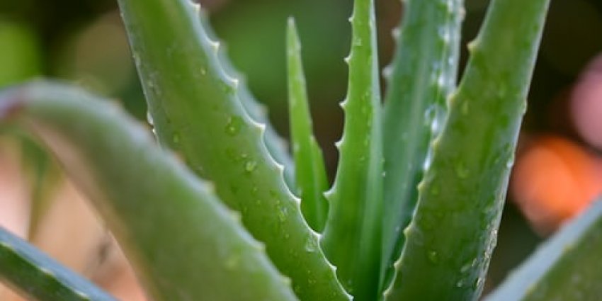 Aloe_vera_-__Food_Labelling_services